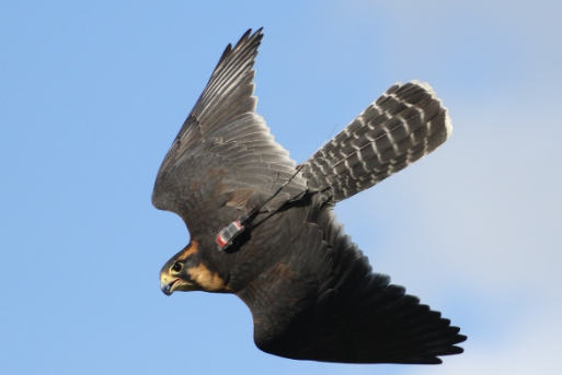 A falcon with a tracking device on its back flies against a blue sky.