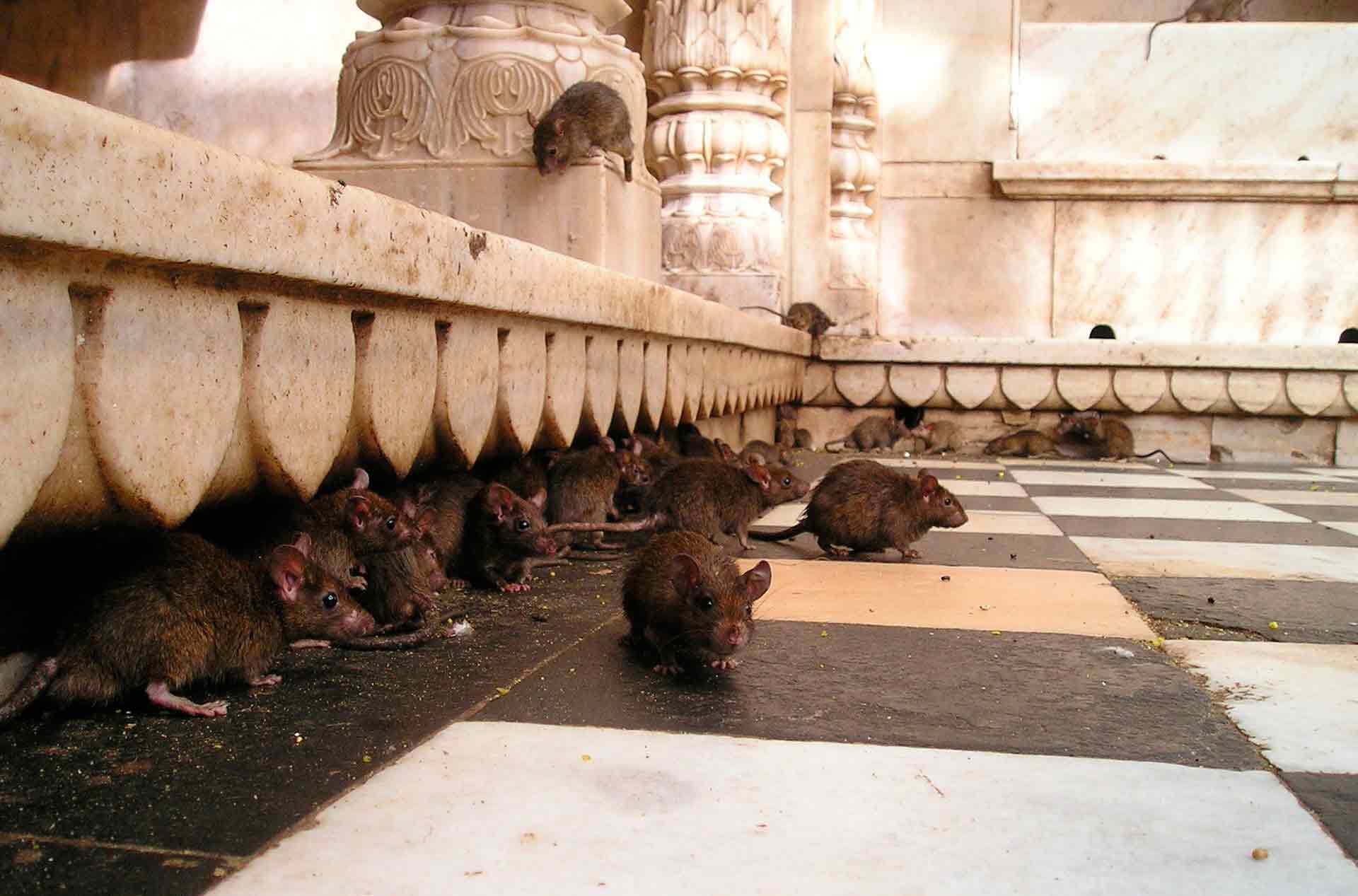 libro tratamiento cucarachas