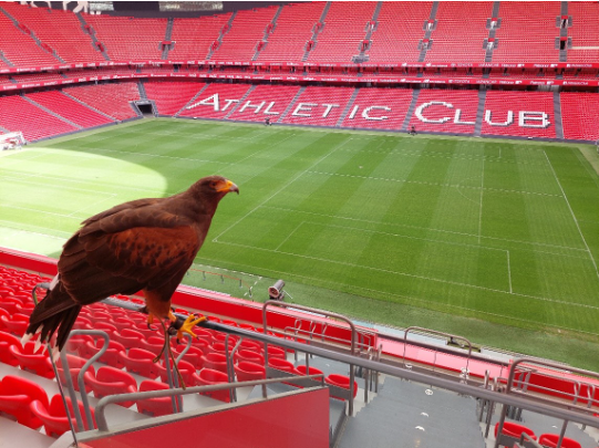 A hawk overlooks an empty Athletic Club soccer stadium with red seats.et