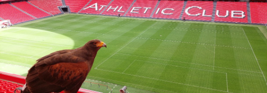 A hawk perched in a red stadium, overlooking a green football pitch with "ATHLETIC CLUB" written on the seats.
