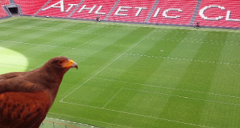 A hawk overlooks an empty Athletic Club soccer stadium with red seats.et