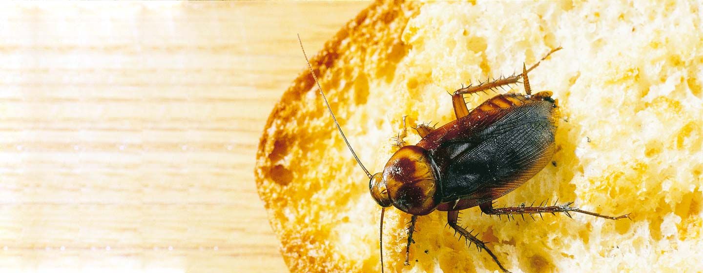 evitar-cucarachas-por-alimentos