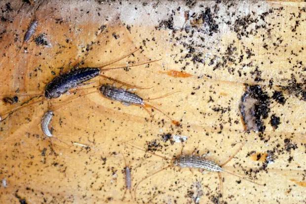 daños-pececillo-humedad