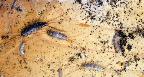 daños-pececillo-humedad