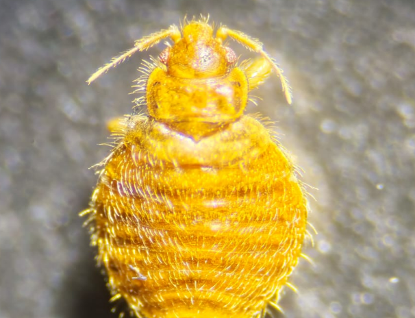 cimex hirundinis