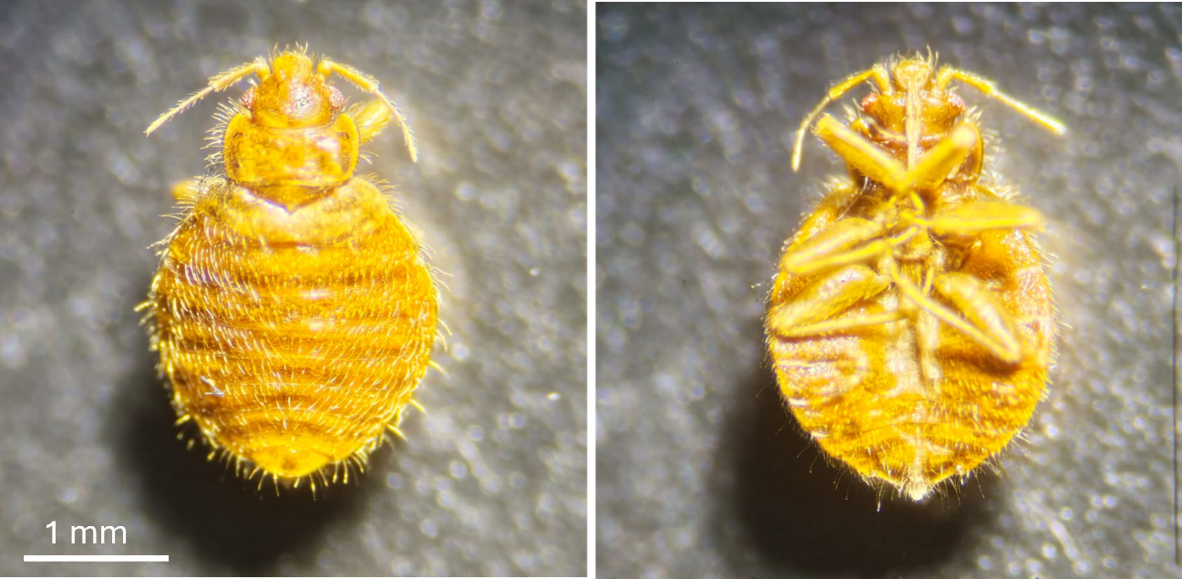 hembra de cimex hirundinis la chinche de las golondrinas