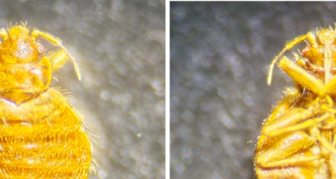cimex hirundinis