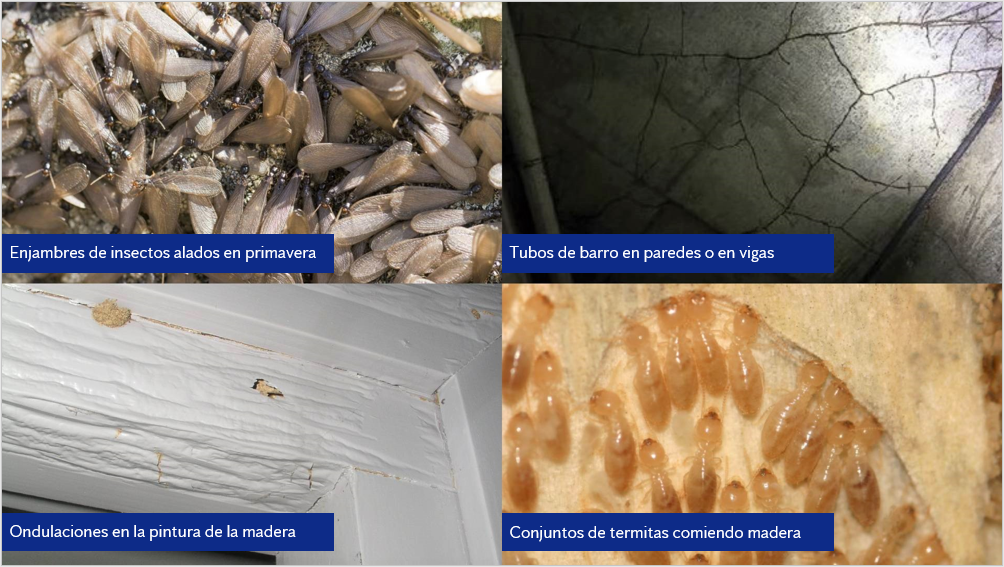 ayuda-para-ver-termitas