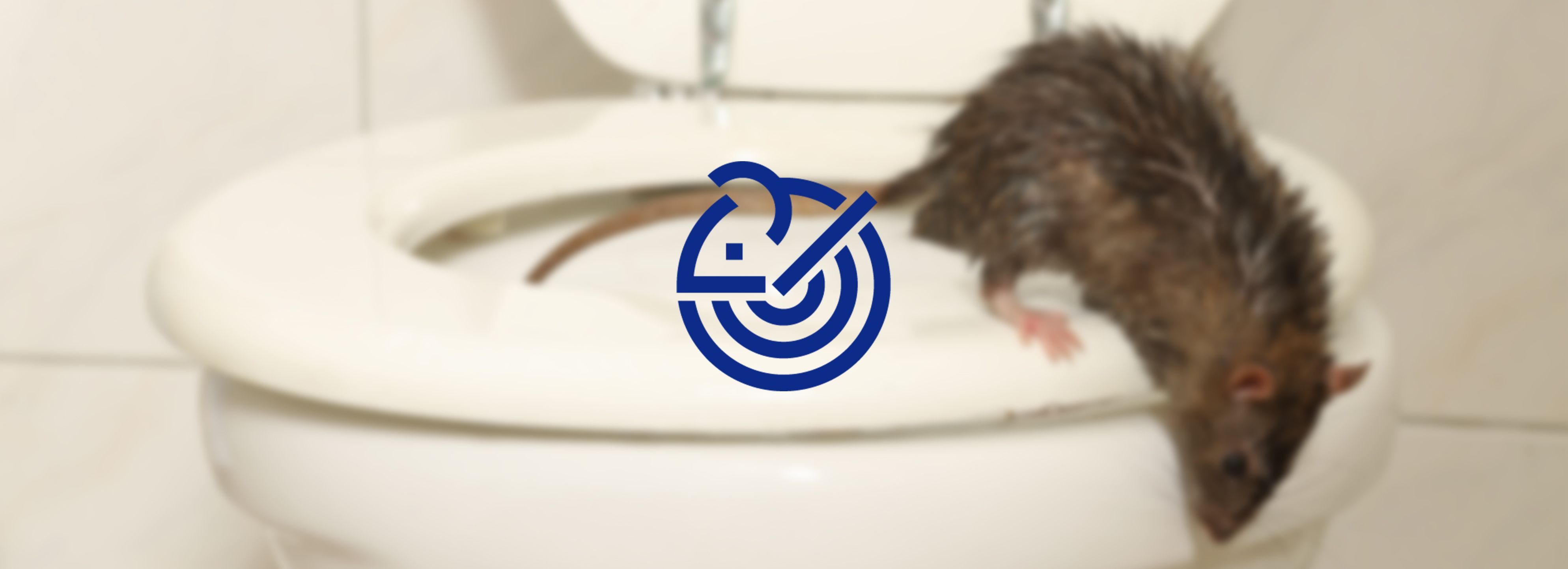 eliminar-ratas-murcia