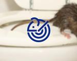 Eliminar ratas en Murcia