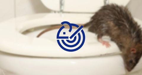 Eliminar ratas en Murcia
