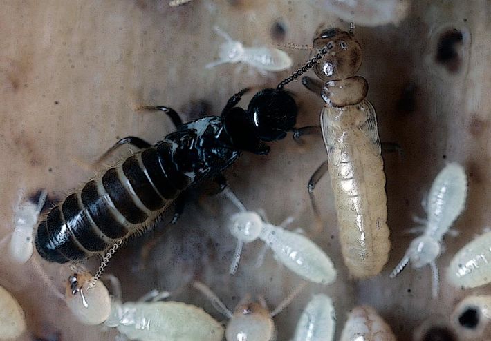 termita-especie-subterranea-reticulitermes