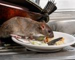 tratamiento-eliminar-ratas