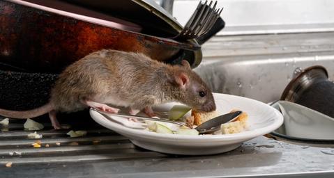 tratamiento-ratas-desratización