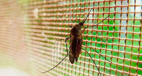 picadura-mosquito