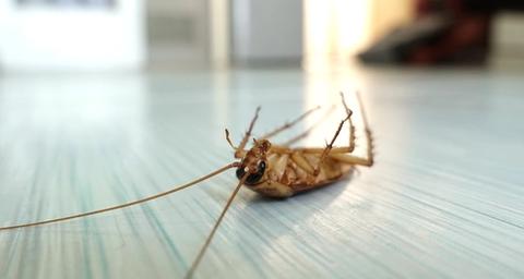 Fumigar Cucarachas | Desinsectación Anticimex
