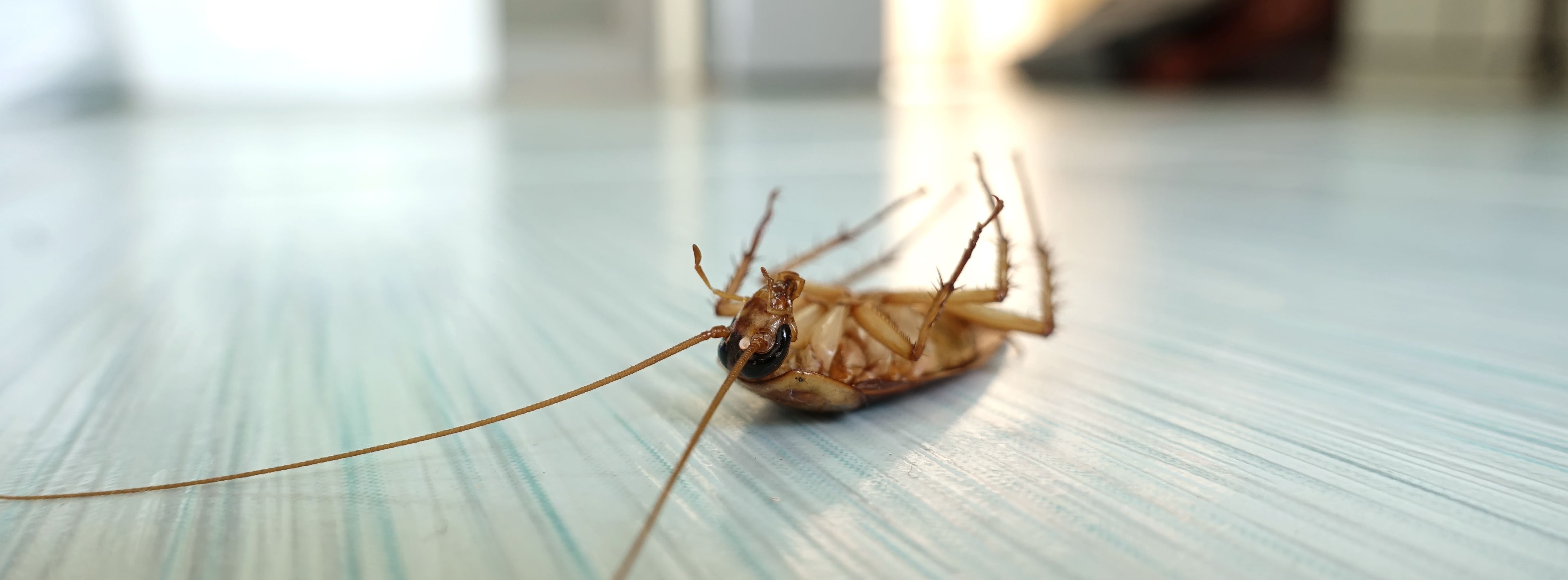 TERRO Trampa magnética para cucarachas sin veneno T256 con tecnología  exclusiva de feromonas, mata hormigas, arañas, escropiones, peces  plateados, grillos y más - 12 trampas : Todo lo demás 