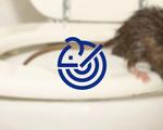Eliminar ratas en Almería