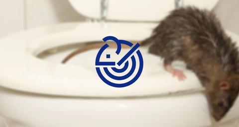 Eliminar ratas en Almería