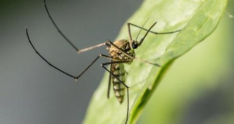 mosquitos-citronella