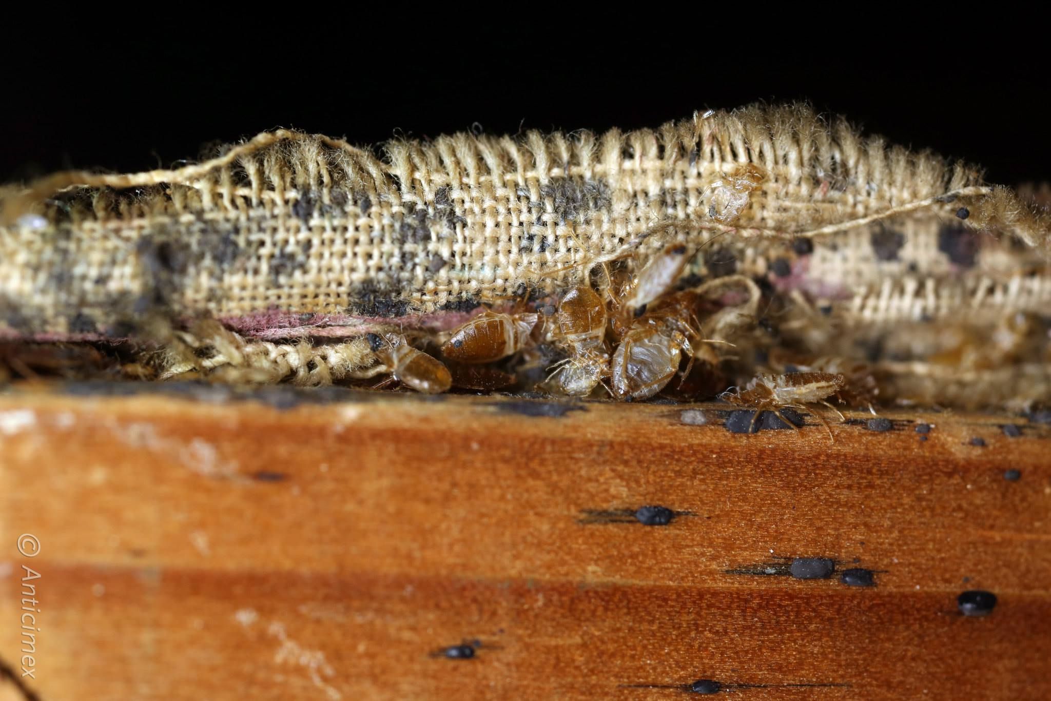 como-eliminar-chinches