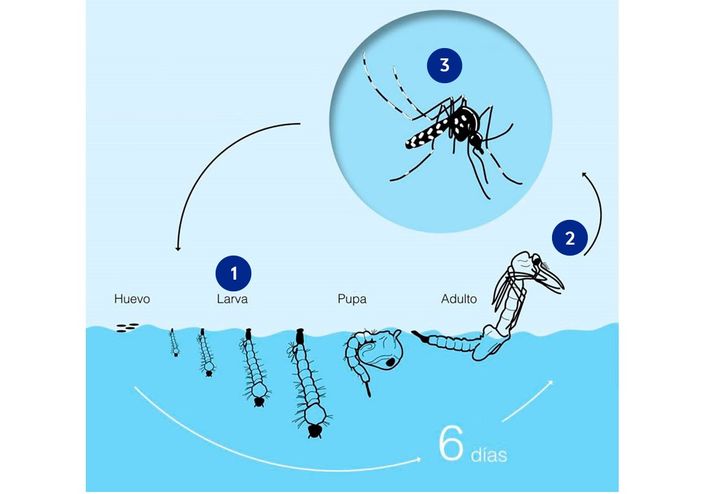 ciclo-mosquito-españa