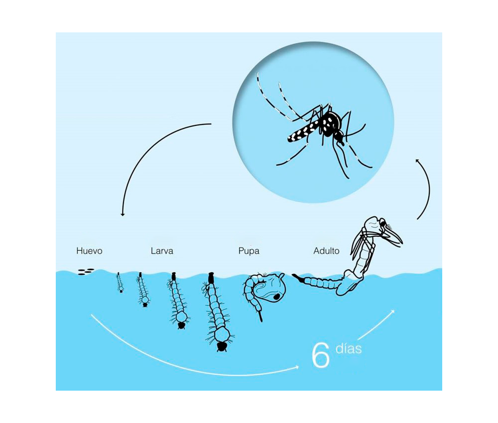 vida-del-mosquito