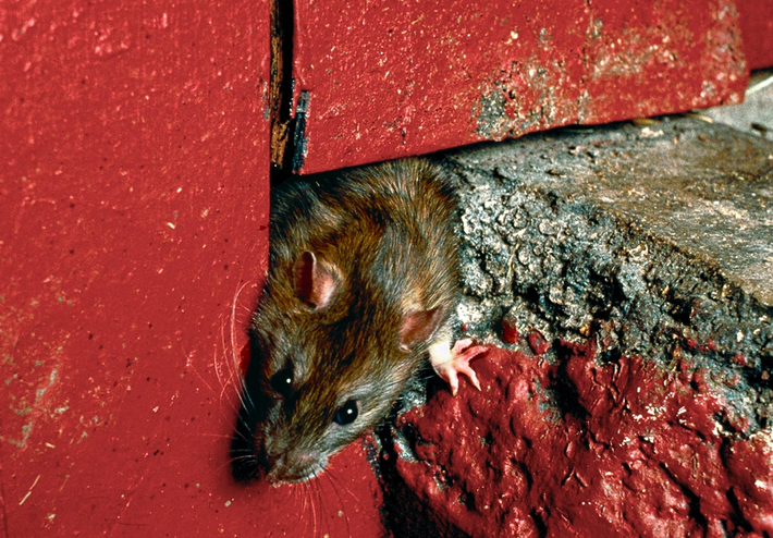 Cómo deshacerse de las ratas sin veneno?