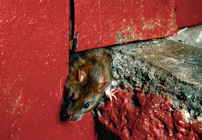 ratas-comportamiento