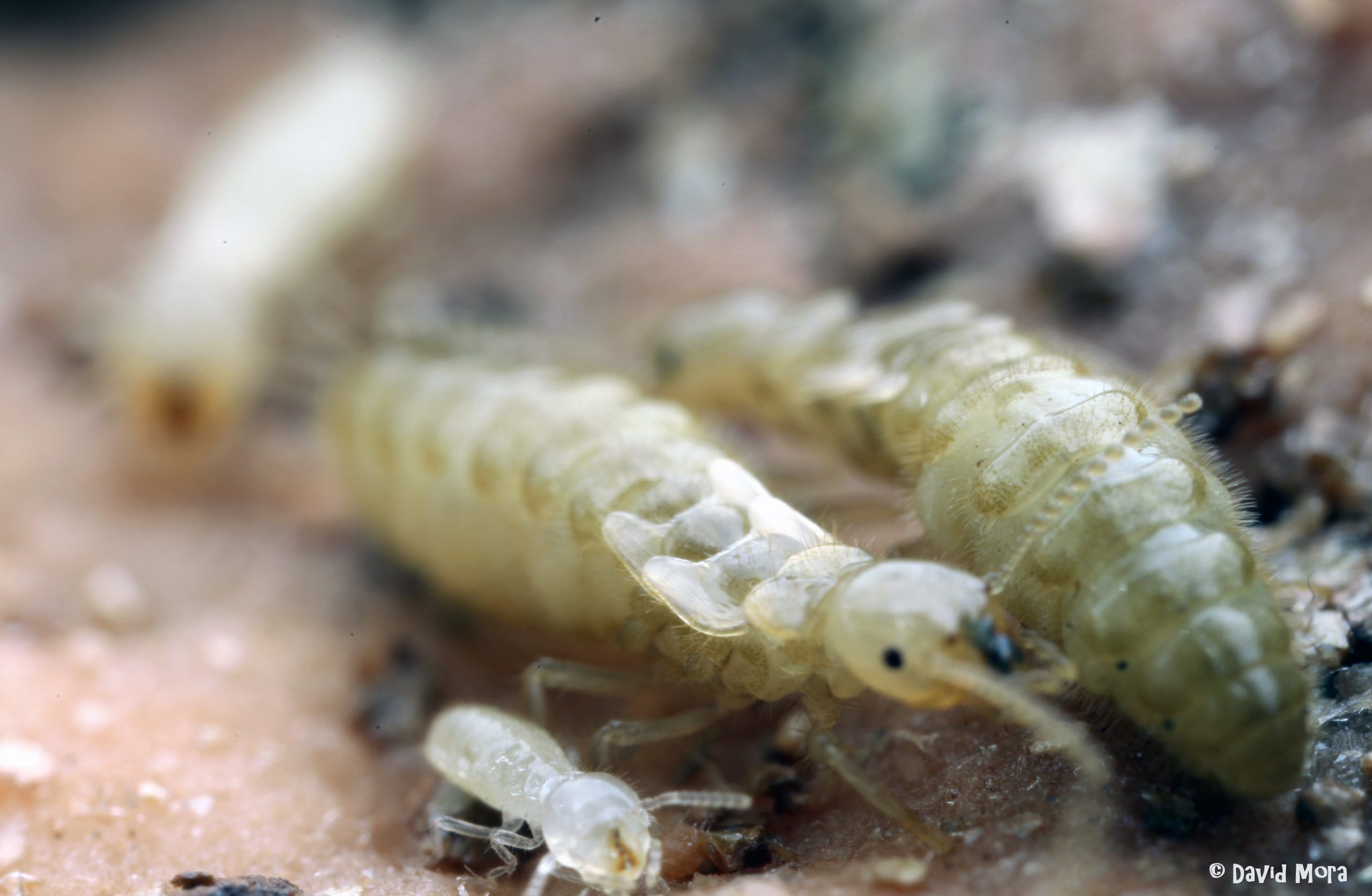 termitas-neotenicos-formacion