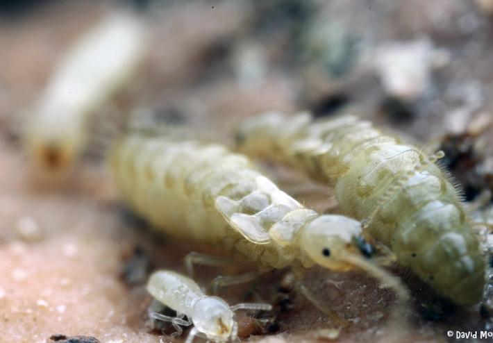 ¿Qué son los neoténicos? - Anticimex