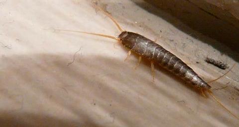 eliminar-bicho-baño