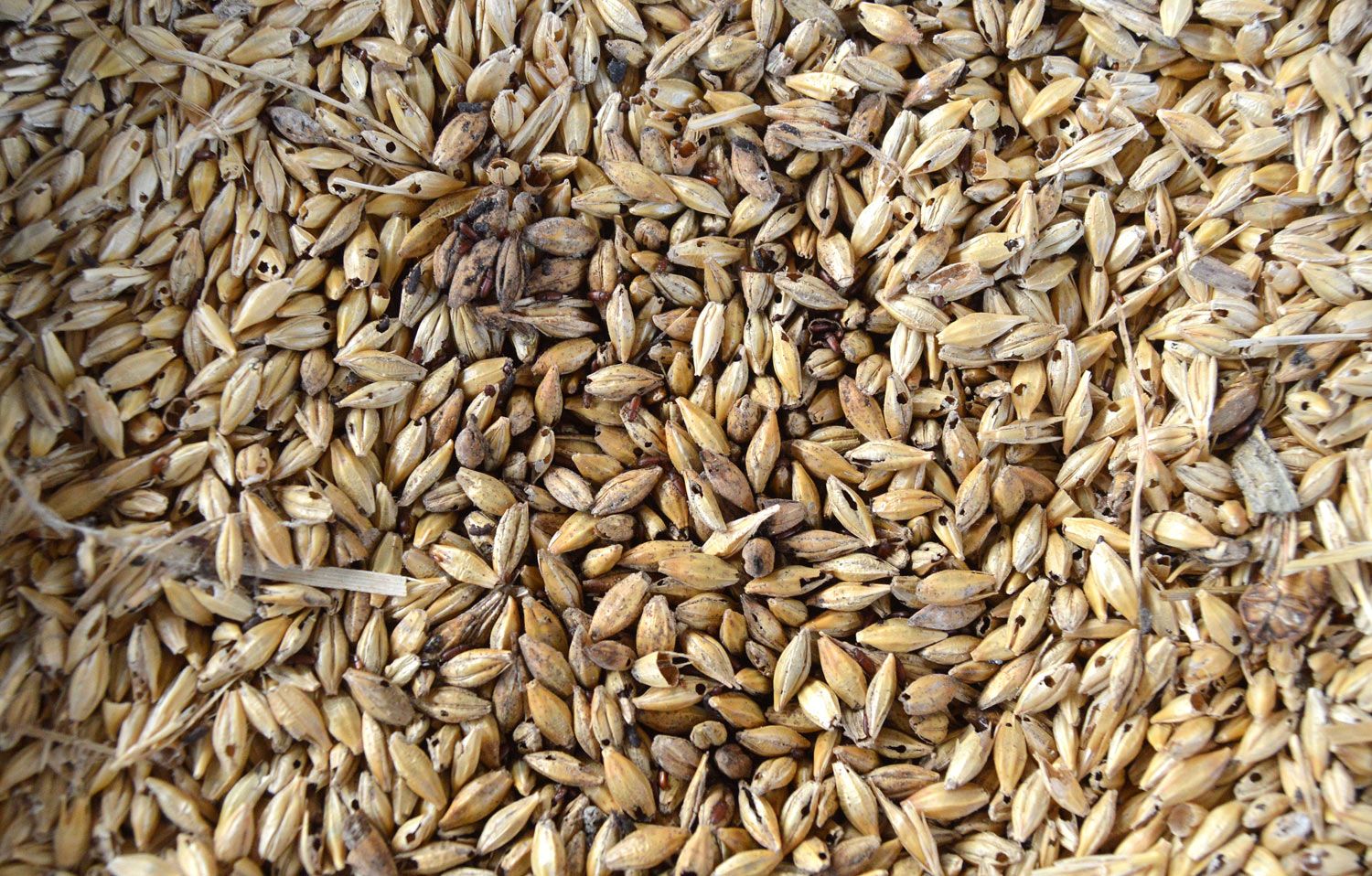 plaga-en-alimentos-almacenados