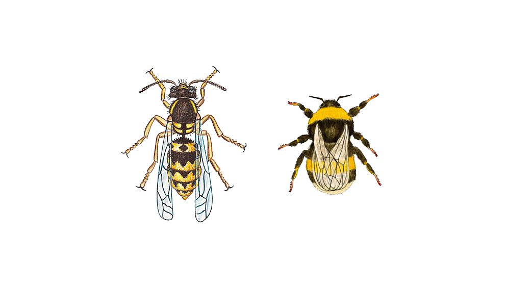 tipo-de-avispas-abejas