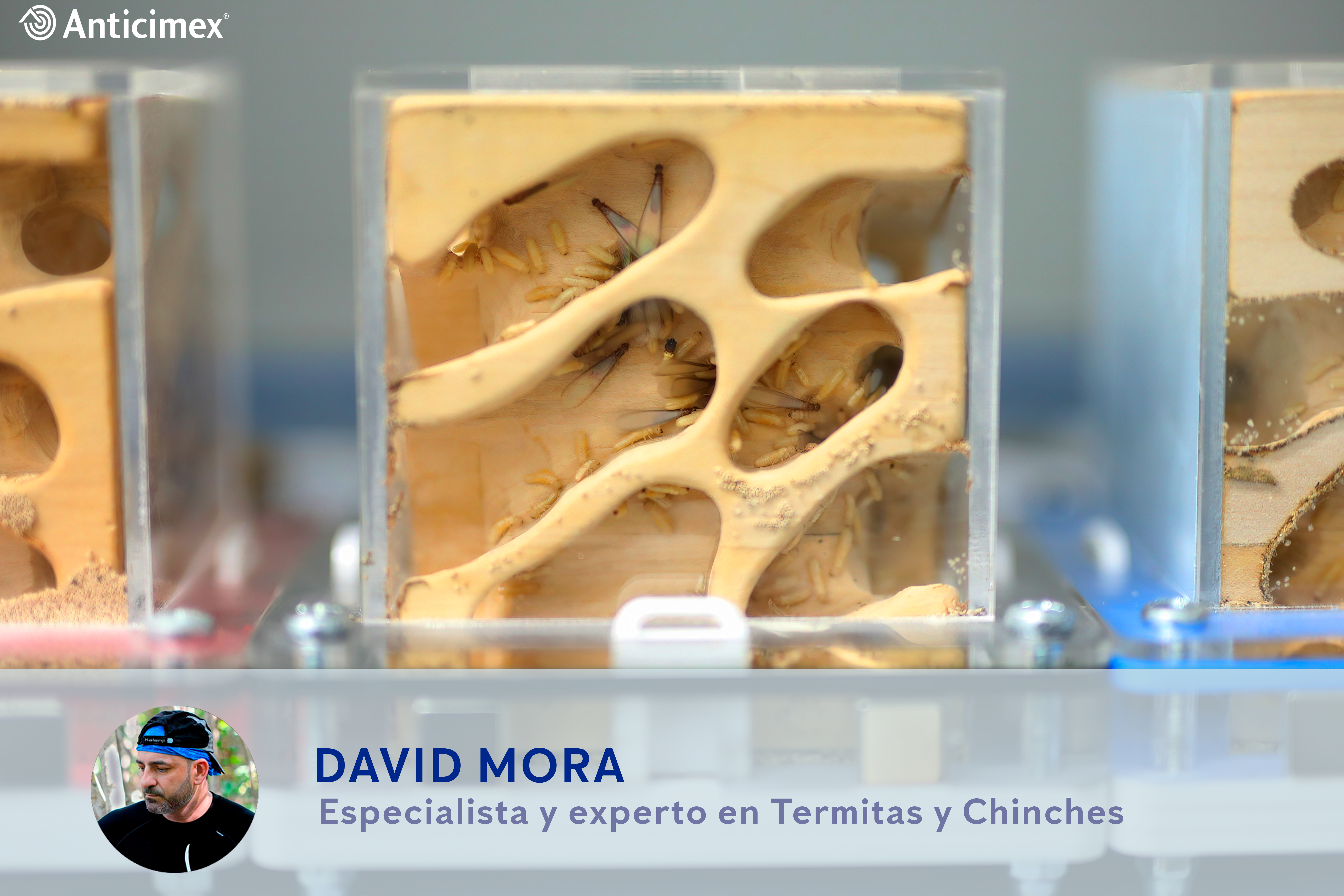 investigacion-termitas