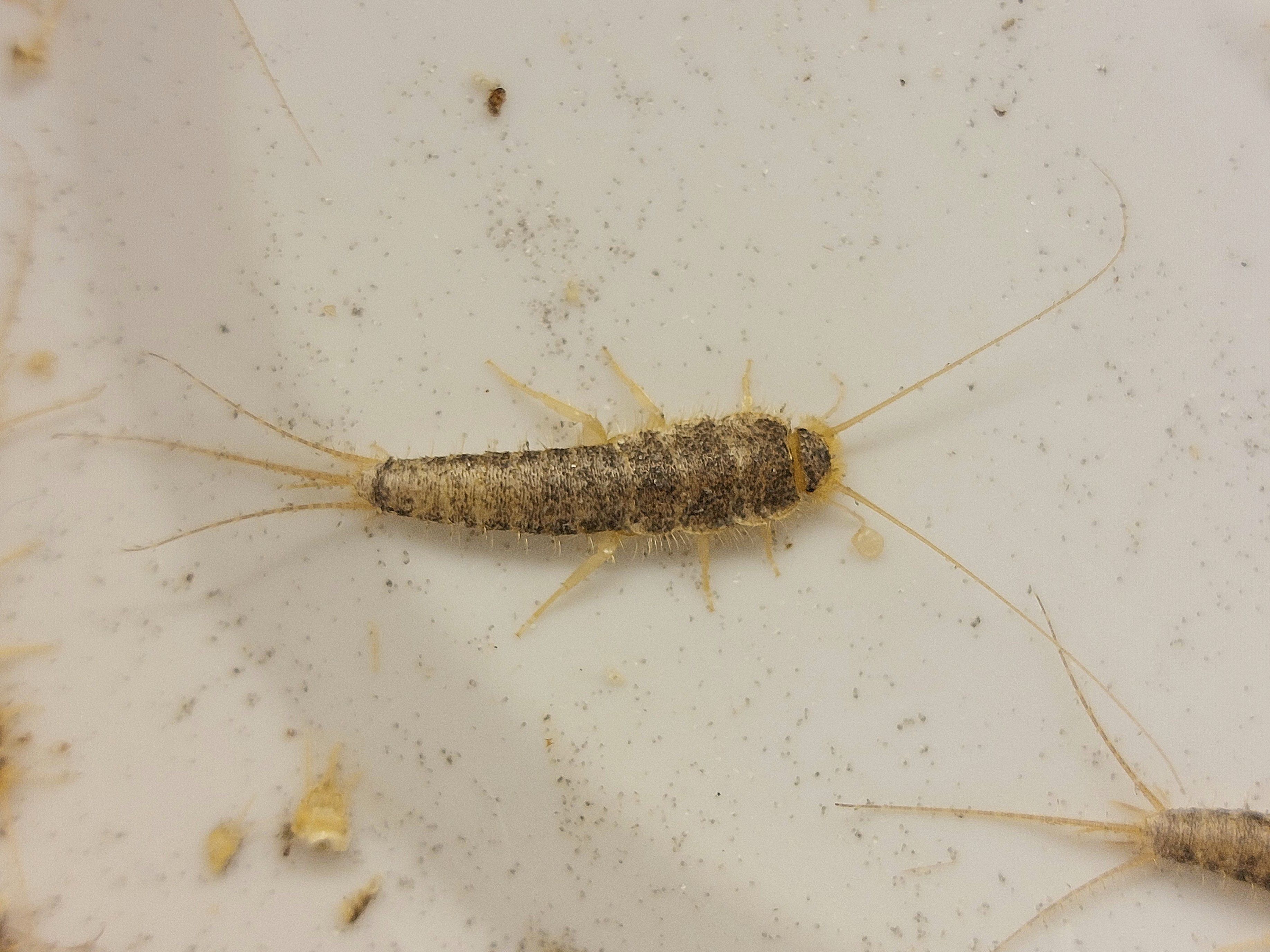 especies-pececillo-humedad