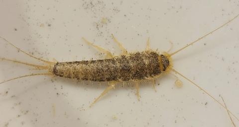 especies-pececillo-humedad