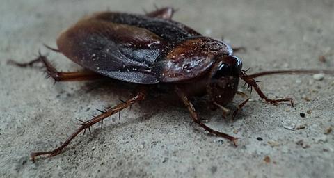 cucaracha-gigante
