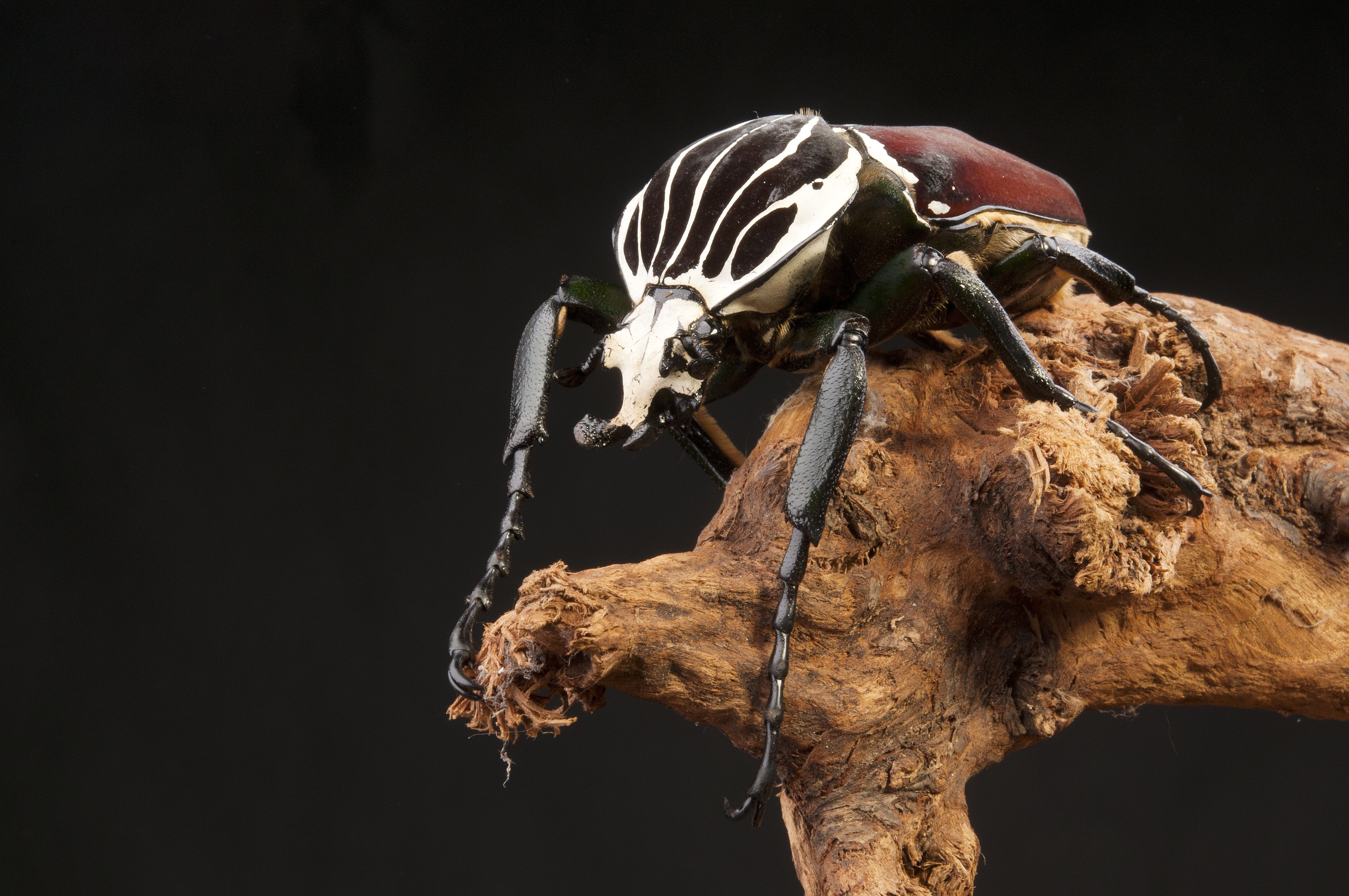 insectos-raros-del-mundo