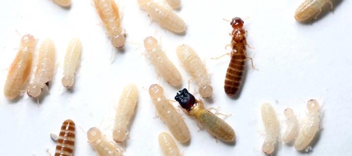 castas-termitas