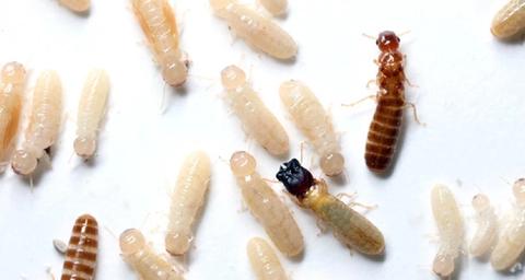 termitas-en-casa