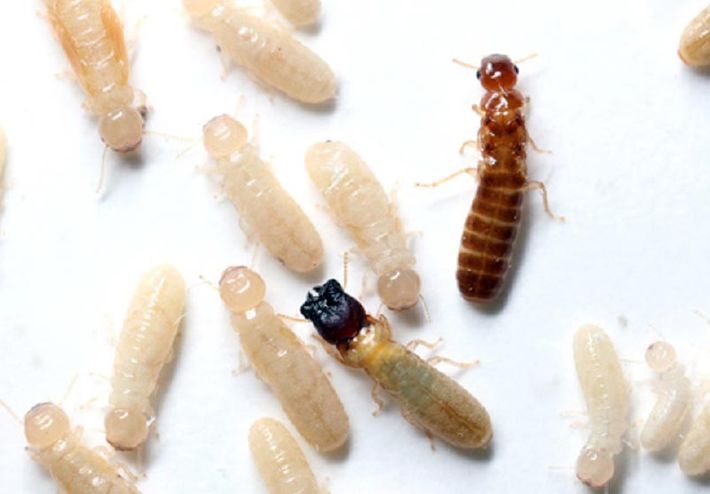 tratamiento-para-eliminar-termitas
