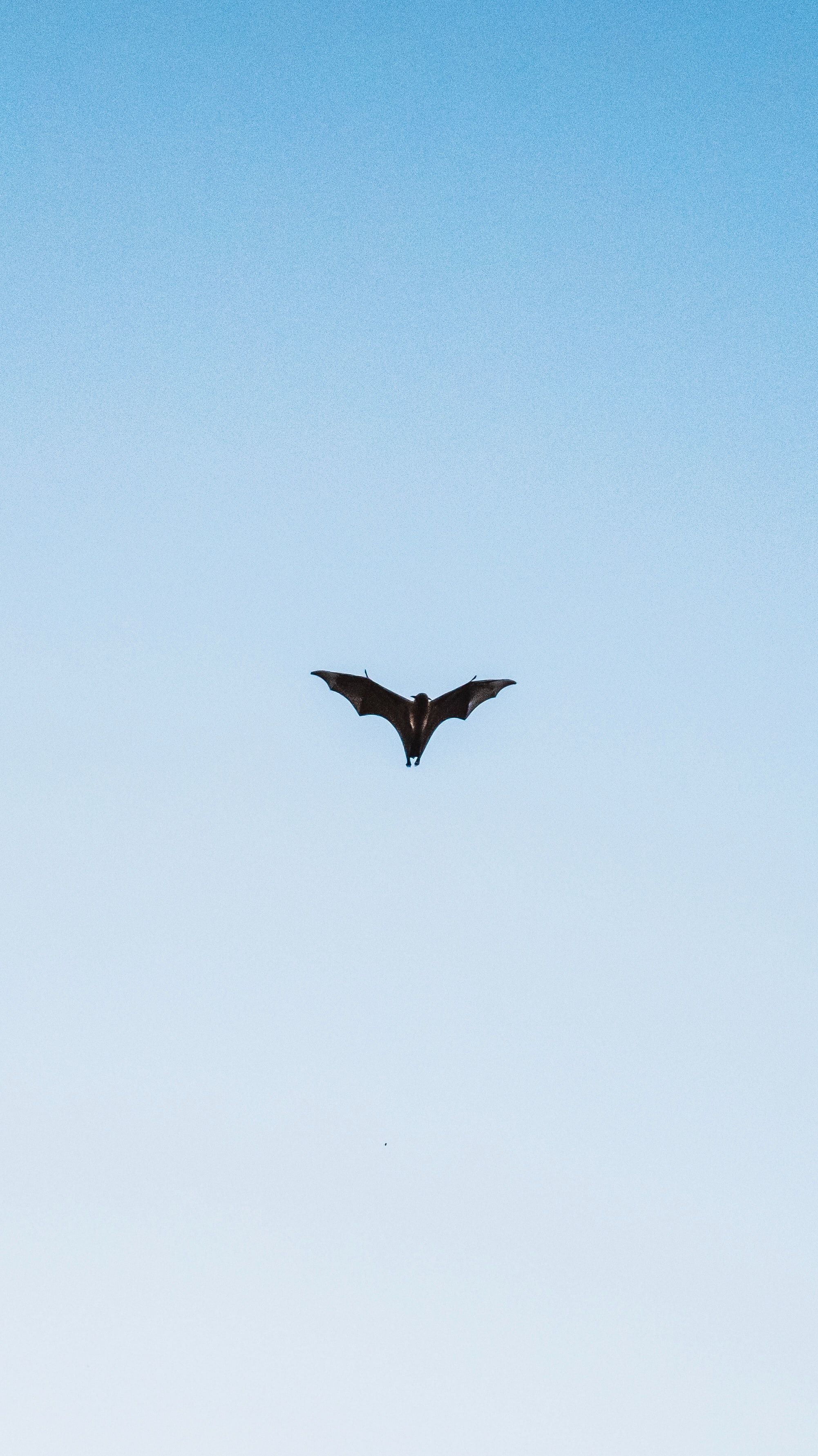 eliminar-chinches-sangre