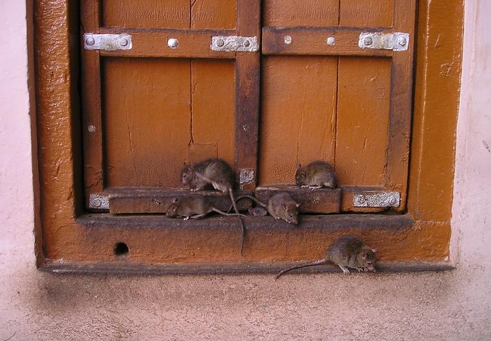 detección de ratas en Pamplona https://cdn.sanity.io/images/5fe89r5x/spain/5d4c1f806b6f4367779acb5efef9238c4d5445b2-1920x1440.jpg/rats-g1d1b378cf_1920.jpg?auto=format&fit=scale&h=494&rect=0%2C52%2C1920%2C1336&w=710