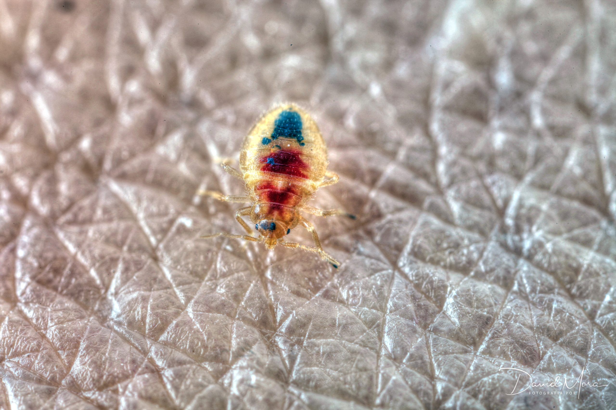 funcion-defensiva-chinches