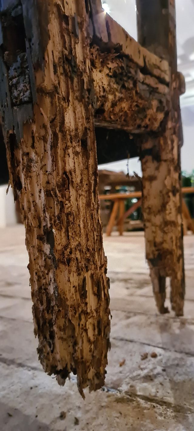 termitas-madera-daños