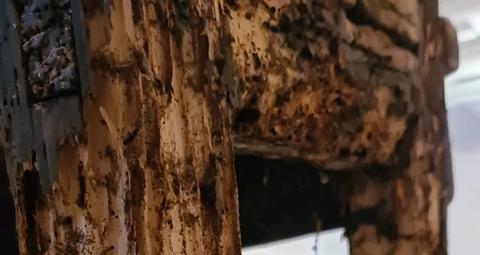 termitas-madera-daños