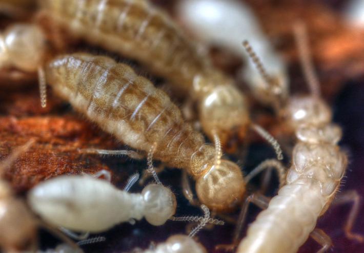 termitas-neotenicos-fertiles