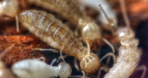 casta-termitas-neotenicos
