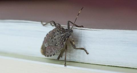 BMSB-chinche-maloliente-marmorada